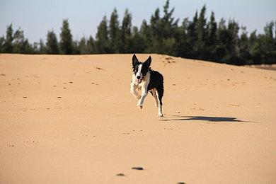 《匹诺曹的谎言：序曲》IGN 8分 带来了大量新内容